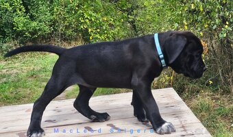 Cane Corso s PP (FCI) - 6