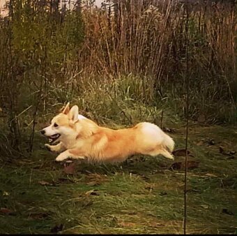 Welsh corgi pembroke s PP (FCI) - 6