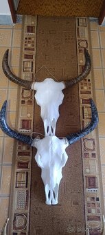 Lebka býka longhorn, bůvol, bizon - 6