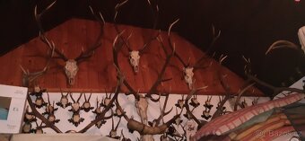 Paroží, trofeje, preparáty - 6