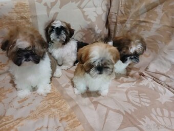 Shih-tzu, shi tzu, šicu štěně štěňátka - 6