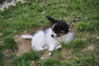 Psík papillon s Preukazom o pôvode - 6