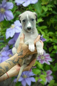 Whippet s PP - 6