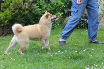 Shiba Inu s PP FCI - 6