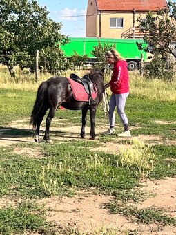 Pony klisna - 6