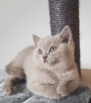 Krasna britská kratkosrstna koťata bez PP - 6