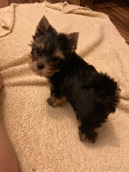 Jorksirsky terier s PP (FCI) - 6