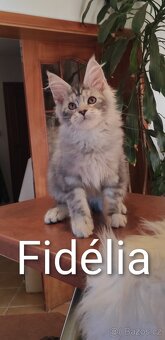 Mainská mývalí koťátka s PP - 6