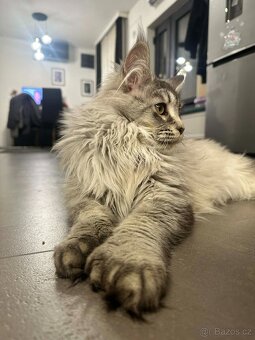 Maine coon,  mainská mývalia s PP - kocúrik - 6