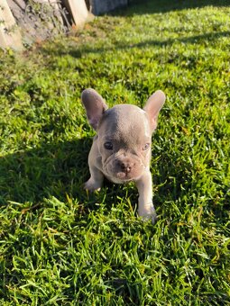 Francouzský buldoček🐕 - 6