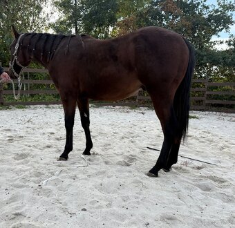 Hřebeček APH - 2024 - 6