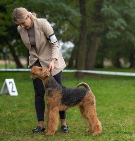 Airedale terrier - 6