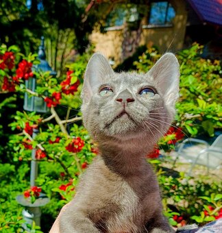 Luxusní Blue Smoke Melanistic Bengálský kocourek/kotě s PP - 6