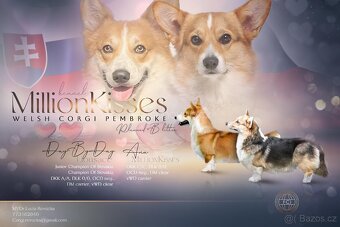Welsh Corgi Pembroke - 6