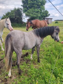 Welsh mountain pony sekce A - klisna - 6