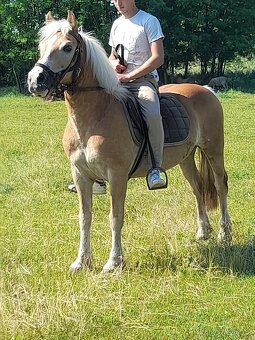 Predam jazdecku valach hafling - 6