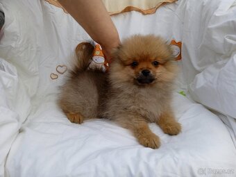 POMERANIAN - 6