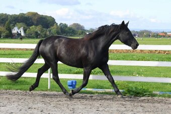 Klisna barock pinto - 6