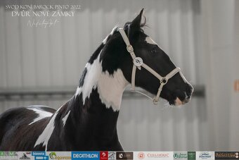 Charakterní kobylka 4 roky - Barock pinto - 6