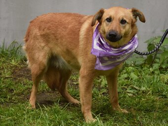 Bernarda – opatrná, citlivá fena, která potřebuje trpělivou - 6