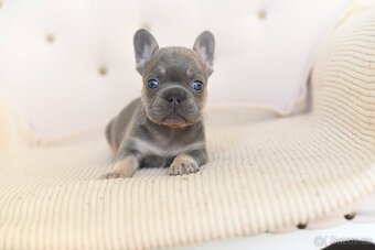 Francouzsky buldocek-ruzne barvy - 6