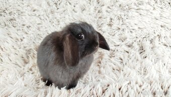 Zakrslý beránek, králíček, králík - ELLA - 6