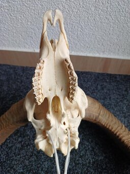 Muflon trofej (rohy; toulce) 70 cm - 6
