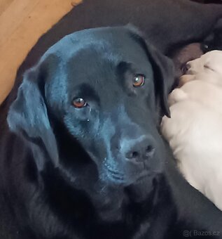 Labradorský retriever s PP - 6