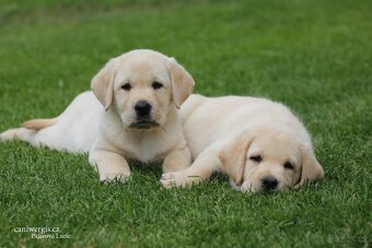 Labradorský retrívr s PP - 6