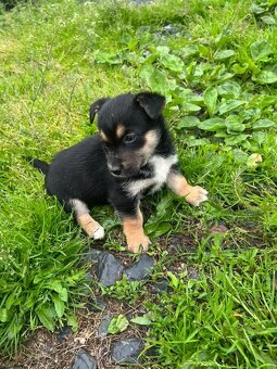 Štěňata 🐶bordel kolie křížená - 6