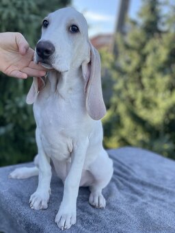 Porcelaine – štěně s PP - 6