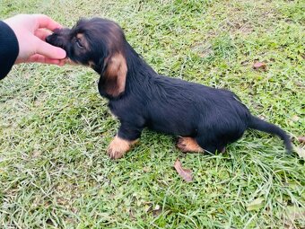 Jezevčík drsnosrstý standard - 6