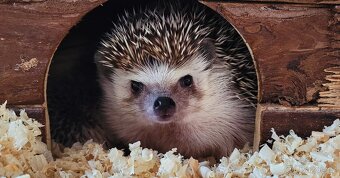 Ježek bělobřichý - 6