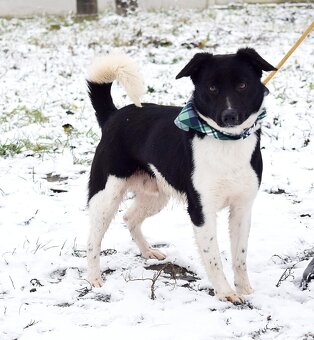 ARIELL K ADOPCI - 1 ROK, KAMARÁDSKÝ,HODNÝ,HRAVÝ - 6