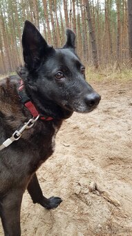 CONNIE K ADOPCI - nejvěrnější parťačka, mazel na N-tou - 6