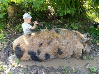 Kune kune - 6