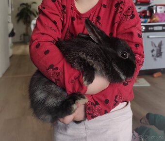 Zakrslý králík (rex x beránek) - 6