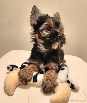 Jorkšírský teriér - 6