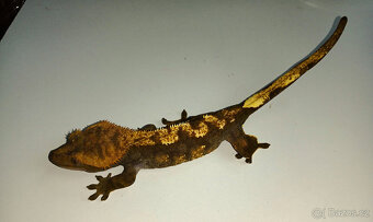 Pagekon řasnatý, dospělé samice, Correlophus ciliatus - 6