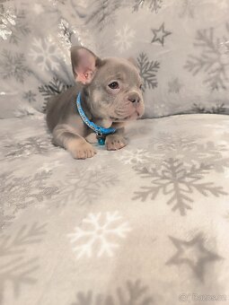 Francouzský buldoček - 6