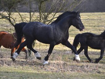Welsh cob připouštění - 6