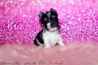 biewer terier s PP jorkšírský Fenka - 6