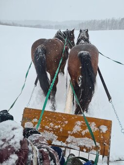 Prodám Slezského Norika - 6
