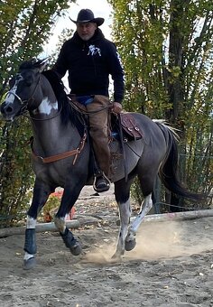 Apha žrebec pripustanie - 6