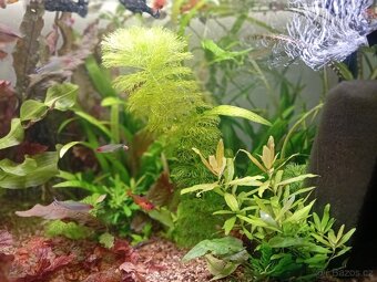 Akvarijní rostliny - 6