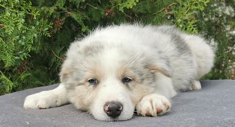 Border Collie, kolia - 6