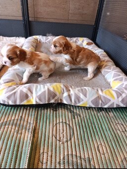 Kavalír king charles spaniel - 6