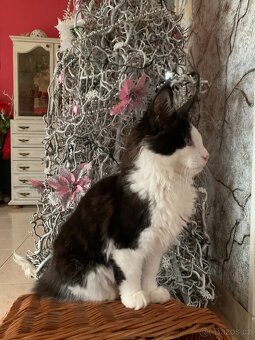 mainská mývalí - kocourci s PP - 6