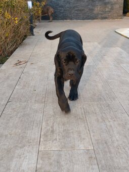 Bandog - 6