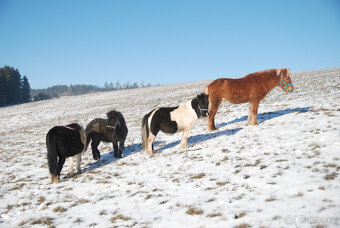 Loňský hřebeček 3/4 shetland pony - 6